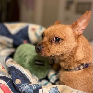 Meet your Posher, Victoria